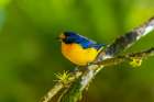 Trinidad. Violaceous euphonia bird close-up. Art Print